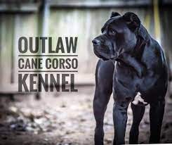 Pin On Cane Corso