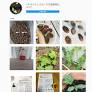 www.neo-natural.com からの秋発芽のヘチマ