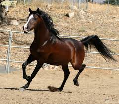 اجمل الصور للخيول العربية الاصيلة لمحبي الخيول