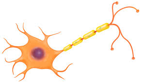 Check spelling or type a new query. Nerve Cell Function Nerve Cell Diagram Dk Find Out