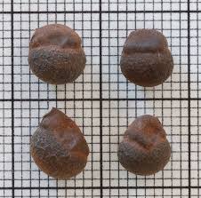 Image result for Sebaea pentandra