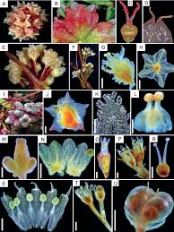 Image result for Cuscuta planiflora