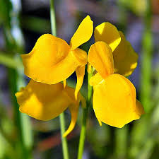Image result for Utricularia