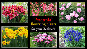 Find the best perennial flowers for your needs by scrolling through our handy guide below. 10 Best Perennial Flowering Plants For Your Backyard Home Gardeners