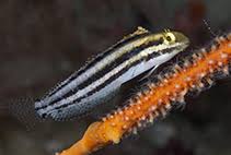 Image result for Tragia brevipes-benthamii-okanyu