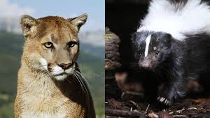 So wie der «king», dessen tod beurkundet ist, zumindest in nordamerika. Kanada Stinktier Nimmt Es Mit Ausgewachsenem Puma Auf Stern De