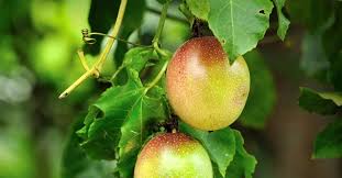 Dependiendo de la variedad, fruta de la pasión es o bien una planta tropical o subtropical, en algún momento soportar heladas extremadamente luz a aproximadamente 20 ° f (cerca de 7 ° c). Como Cultivar Maracuya En Macetas Bioguia