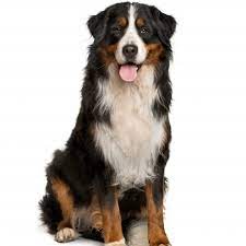 De vader is wingo von mullers grund een veel belovende reu, die geïmporteerd. Waarom Mijn Berner Sennen Pup Kopen Bij Dogcatandco