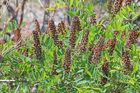 Image result for Indigofera secundiflora