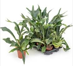 Image result for parožnatka Platycerium