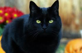 Kucing dalam jumlah besar menjadi tanda bahwa kurangnya arah dalam hidup sang pemimpi. Arti Mimpi Kucing Dan Tafsir Mimpi Kucing Hitam Menurut Islam Dan Primbon Jawa