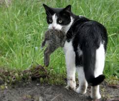 If you are ever unsure what to feed your fox check with your exotics vet for. Toxoplasmosis How Feral Cats Kill Wildlife Without Lifting A Paw