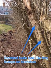 Does enzyme work on tree roots? Dormant Season Renovation Of Privet Hedges Surfing Hydrangea Nursery Inc