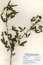 Image result for Crotalaria cylindrocarpa