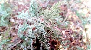 Image result for Artemisia afra
