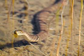 Baby florida green water snake. Can Water Snakes Be Kept As Pets Embora Pets