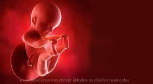 25 Semanas Sao Quantos Meses De Gravidez Bebes E Criancas