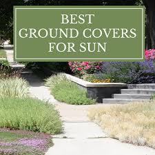 10 flowering ground cover plants for your garden. Best Ground Covers For Sun Longfield Gardens