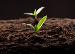 In fact, starbucks became my best friend since they supply me with old coffee she recommends using a layer of no more than a half of inch under a layer of coarse organic mulch like wood chips. Whatever You Do Don T Put Coffee Grounds In Your Garden Latest Science News And Articles Discovery