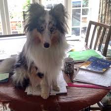 Table Hopping Sheltie Dogs Shetland Sheepdog Sheltie