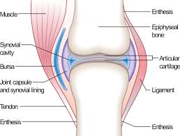 Such joints are found between the epiphyses and bodies of long bones and skull bones. Structure And Function Of Synovial Joints Hsc Pdhpe