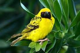 Pin On Birds Of Mauritius