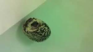 Buy the best and latest hedgehog bath on banggood.com offer the quality hedgehog bath on sale with worldwide free shipping. 12 Strange But Common Hedgehog Behaviors And Facts Bechewy