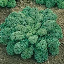 Le Chou Kale Ancetre De Nos Choux Actuels Dame Nature Du Jardin A La Cuisine Chou Kale Le Chou Kale Jardin De Legumes