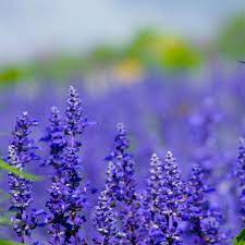 Iris Flower Dataset Kaggle