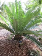 Image result for Encephalartos munchii