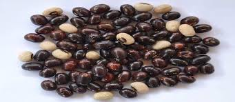 Image result for Phaseolus