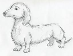 How To Draw A Dashaund Pencil Drawings Of Animals Dog Sketch Dog Drawing