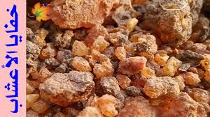 الـمـر الفرق بينه وبين اللبان الدكر وكيفية استعماله Food Breakfast Cereal