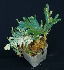 Image result for Selaginella auquieri