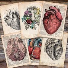 Codexanatomicus Anatomy Art Sale Buy 1 Get 1 Free With Coupon Code In Stor Anatomy Art Art Medical Art Specialiștii noștri participă regulat la congresele naționale și. codexanatomicus anatomy art sale buy