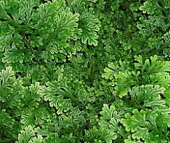Image result for Selaginella goudotiana