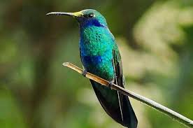 Suara Kolibri Meskipun Tergolong Sebagai Satwa Yang Dilindungi Akan Tetapi Burung Madu Atau Umum Disebut Dengan Nama Kol Di 2020 Burung Kolibri Burung Burung Cantik