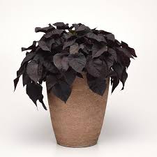 Image result for Ipomoea batatas pots