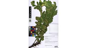 Image result for Anthralin