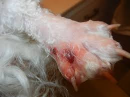 Résultat de recherche d'images pour "copperhead bites"