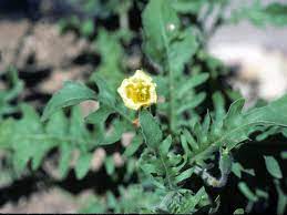 We did not find results for: Oenothera Laciniata Cutleaf Evening Primrose Npin