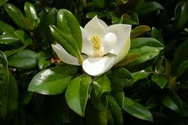 Little gem magnolia tree in winter. Little Gem Magnolia Tree Care Gardenerdy
