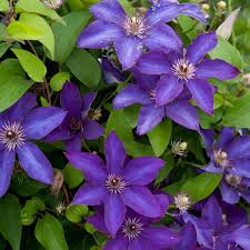 Image result for Clematis pulchra