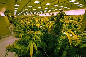 New York medical cannabis companies enter adult-use market amid mixed  reactions - syracuse.com