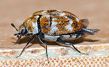 Successful carpet beetle removal at affordable prices. Varied Carpet Beetle Wikipedia