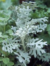 Buy large artificial plants and get the best deals at the lowest prices on ebay! 19 Of The Prettiest Silver Leaf Plants To Brighten Up Your Garden Silver Plant Moon Garden Cineraria