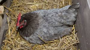 Frozen water bottle and cold. What Is A Broody Hen What To Do Dine A Chook