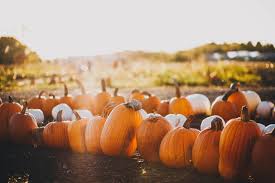 Find hd wallpapers for your desktop, mac, windows, apple, iphone or android device. Wallpaper Id 213301 Pumpkin Patch 4k Wallpaper