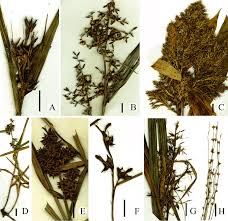 Image result for Scleria