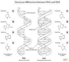 Structural Differences Between Dna And Rna Color Worksheets Dna Transcription And Translation